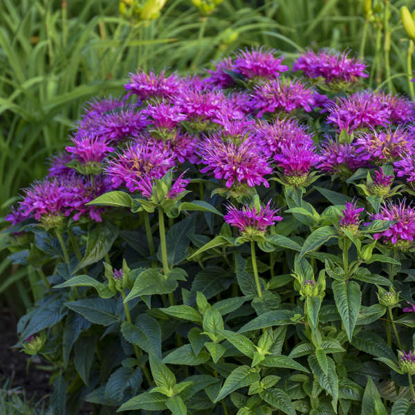 Aedmonarda Melua Violet Tamme talu ürdiaed