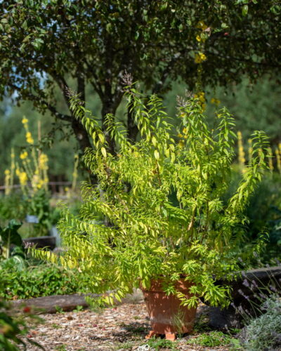 Sidrunaloisia_tamme_talu_urdiaed