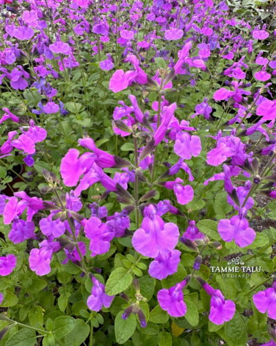 Kauaoitsev_salvei_Salvito_violet_Tamme_talu_urdiaed