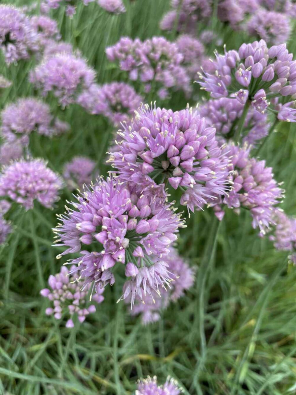 Allium-senescens-Lisa-Blue-tamme-talu-urdiaed