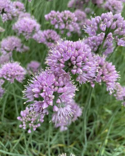 Allium-senescens-Lisa-Blue-tamme-talu-urdiaed