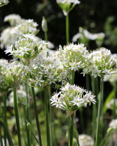 Allium_tuberosum_Cliffs_of_dover_tamme_talu_urdiaed