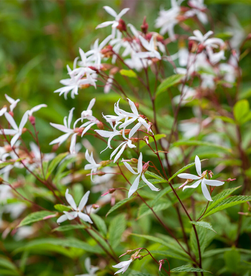 Gillenia_trifoliata_trifoliata_tamme_talu_urdiaed