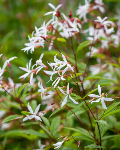 Gillenia_trifoliata_trifoliata_tamme_talu_urdiaed