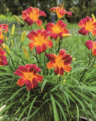 Hemerocallis-Red-Ribs-tamme-talu-urdiaed