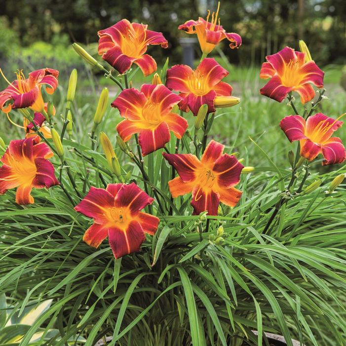 Hemerocallis-Red-Ribs-tamme-talu-urdiaed