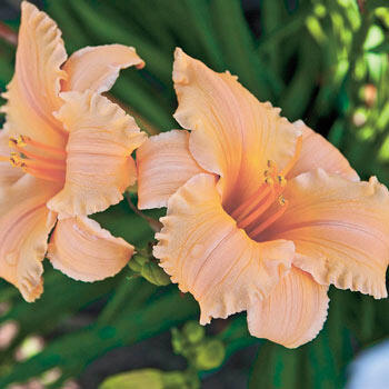 Hemerocallis-everydaylily-gold-tamme-talu-urdiaed