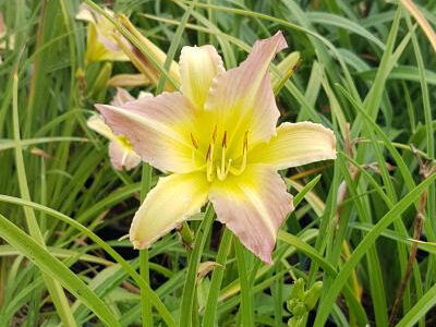 Hemerocallis-everydaylily-pink-cream-tamme-talu-urdiaed