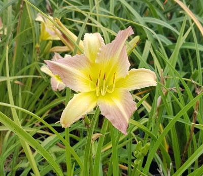 Hemerocallis-everydaylily-pink-cream-tamme-talu-urdiaed