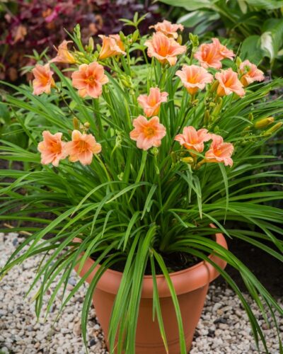 Hemerocallis-everydaylily-pink-wing-tamme-talu-urdiaed