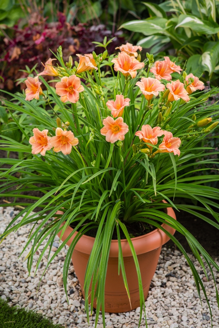 Hemerocallis-everydaylily-pink-wing-tamme-talu-urdiaed