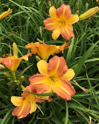 Hemerocallis-everydaylily-punch-yellow-tamme-talu-urdiaed-rotated