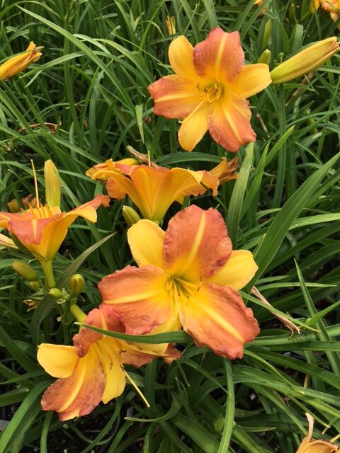 Hemerocallis-everydaylily-punch-yellow-tamme-talu-urdiaed-rotated