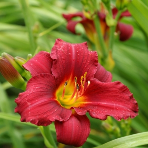 Hemerocallis-everydaylily-red-tamme-talu-urdiaed