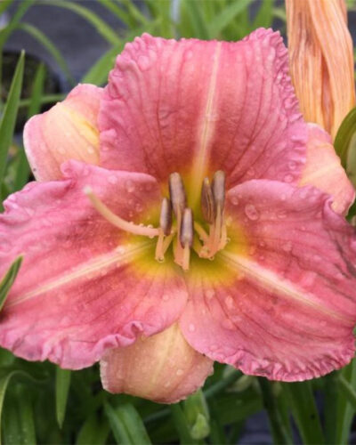 Hemerocallis-everydaylily-rose-tamme-talu-urdiaed