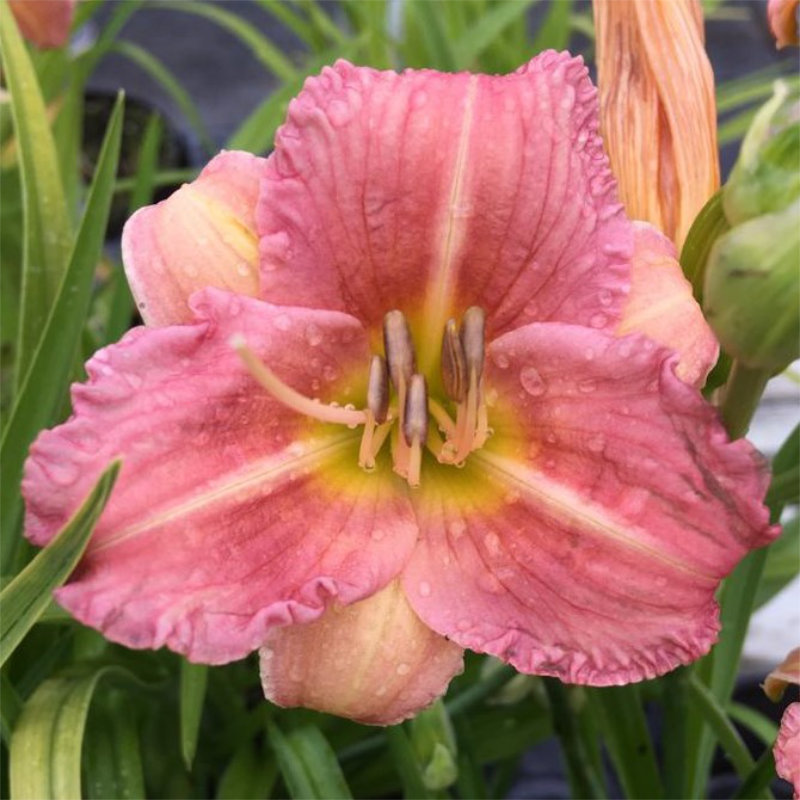 Hemerocallis-everydaylily-rose-tamme-talu-urdiaed