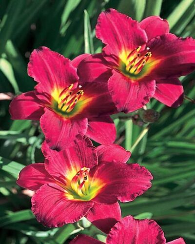 Hemerocallis-pardon-me-tamme-talu-urdiaed