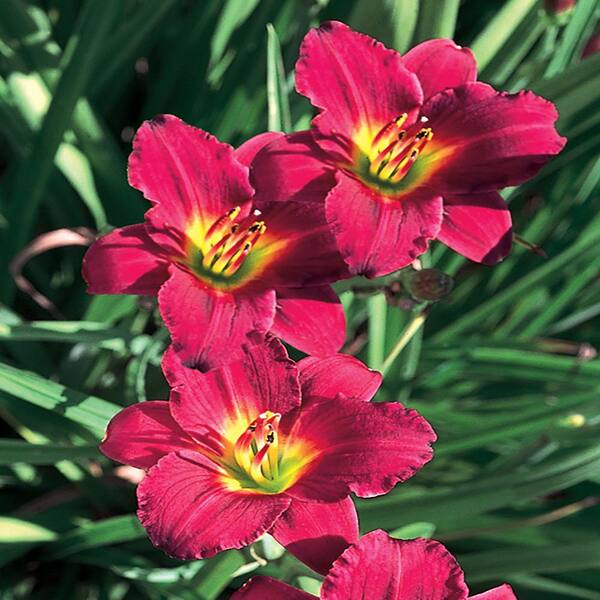 Hemerocallis-pardon-me-tamme-talu-urdiaed