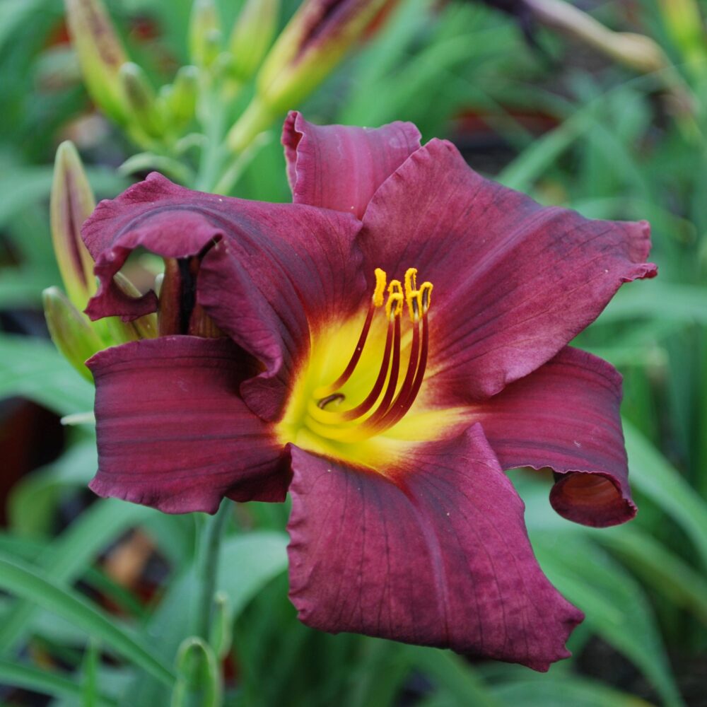 Hemerocallis-stella-in-purple-tamme-talu-urdiaed