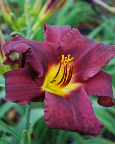 Hemerocallis-stella-in-purple-tamme-talu-urdiaed