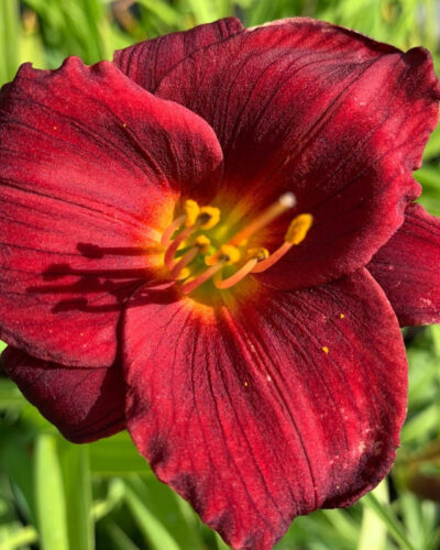 Hemerocallis-stella-in-red-tamme-talu-urdiaed