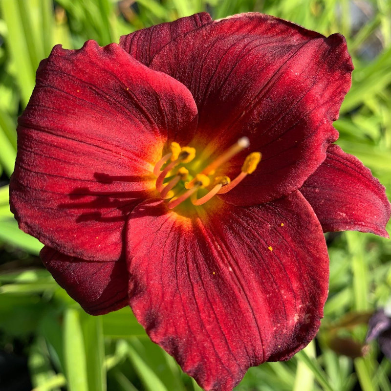 Hemerocallis-stella-in-red-tamme-talu-urdiaed