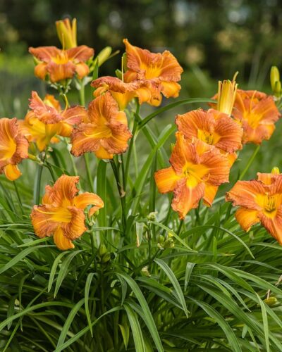 Hemerocallis_every_day_lily_bronze_tamme_talu_urdiaed