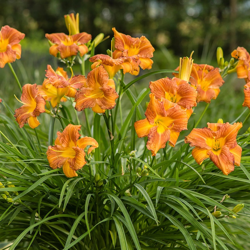 Hemerocallis_every_day_lily_bronze_tamme_talu_urdiaed