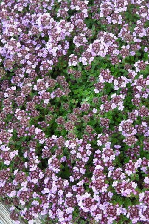 aed-liivatee-thymus-vulgaris-rose-tamme-talu-urdiaed