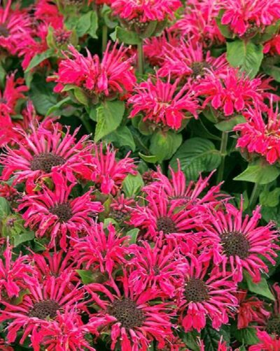 aedmonarda-monarda-didyma-pocahontas-red-rose-tamme-talu-urdiaed