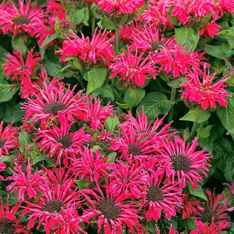 aedmonarda-monarda-didyma-pocahontas-red-rose-tamme-talu-urdiaed