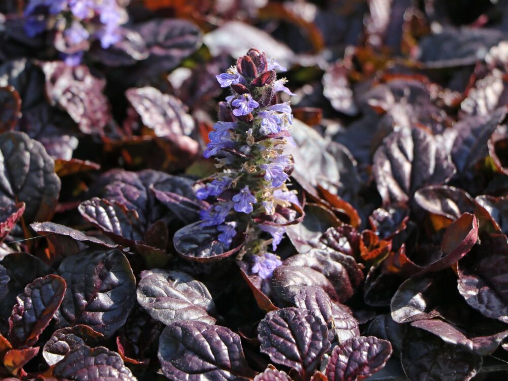 akakapsas-roomav-reptans-ajuga-atropurpurea-tamme-talu-urdiaed