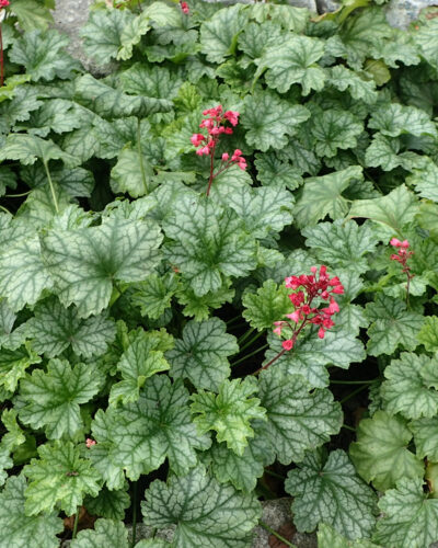 ameerika-helmikpooris-Heuchera-americana-Dales-Strain-tamme-talu-urdiaed