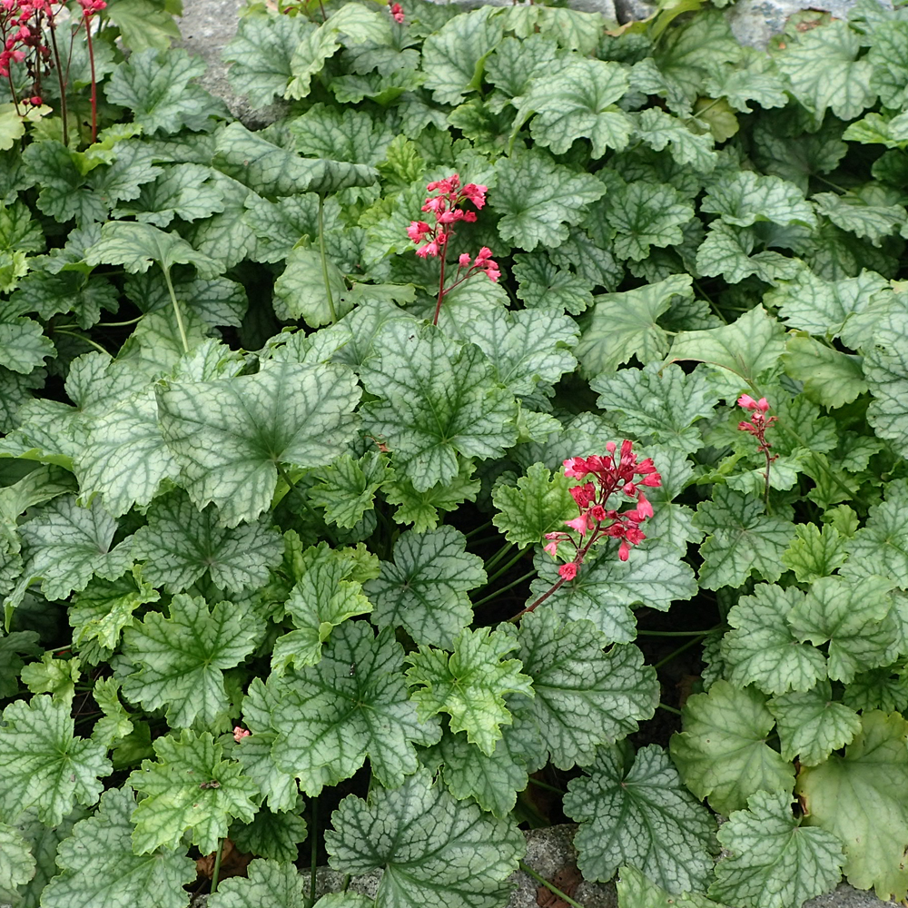 ameerika-helmikpooris-Heuchera-americana-Dales-Strain-tamme-talu-urdiaed