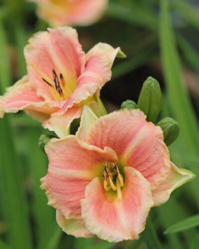 hemerocallis-little-anna-rosa-tamme-talu-urdiaed