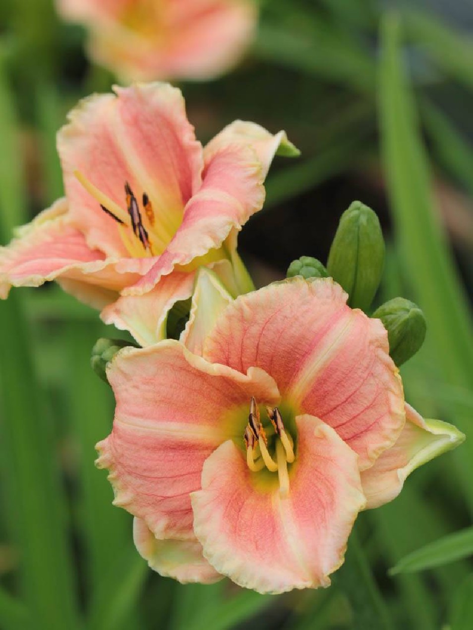 hemerocallis-little-anna-rosa-tamme-talu-urdiaed