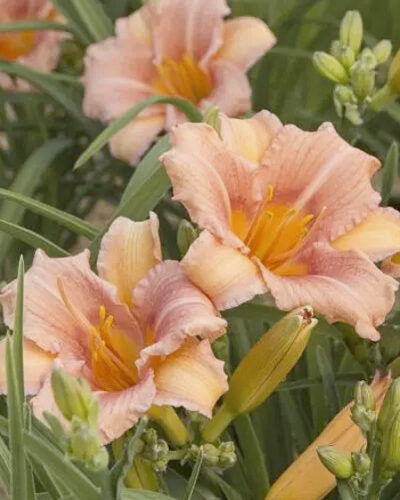 hemerocallis__everydaylily_cerise_tamme_talu_urdiaed