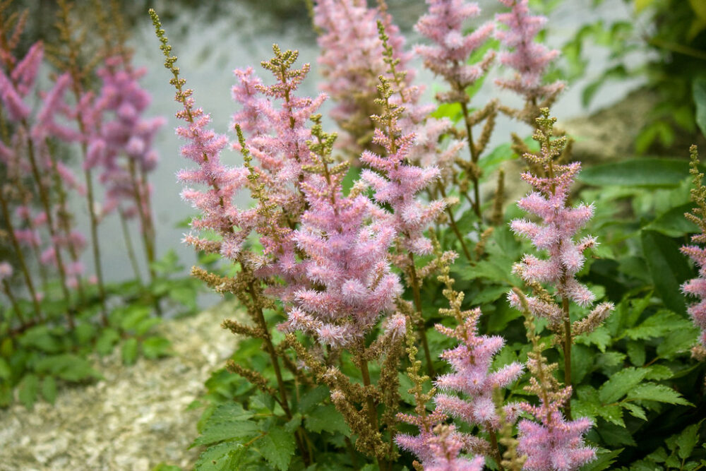 hiina-astilbe-astilbe-chinensis-pumila-tamme-talu-urdiaed