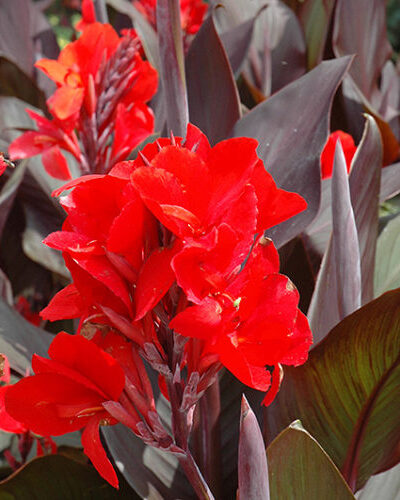 india-kanna-canna-indica-Cannova-Bronze-Scarlet-tamme-talu-urdiaed