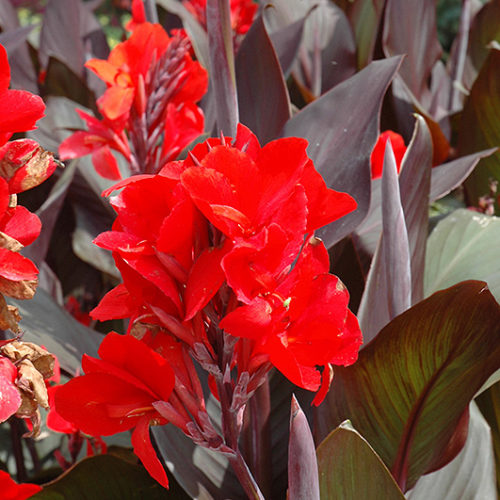 india-kanna-canna-indica-Cannova-Bronze-Scarlet-tamme-talu-urdiaed