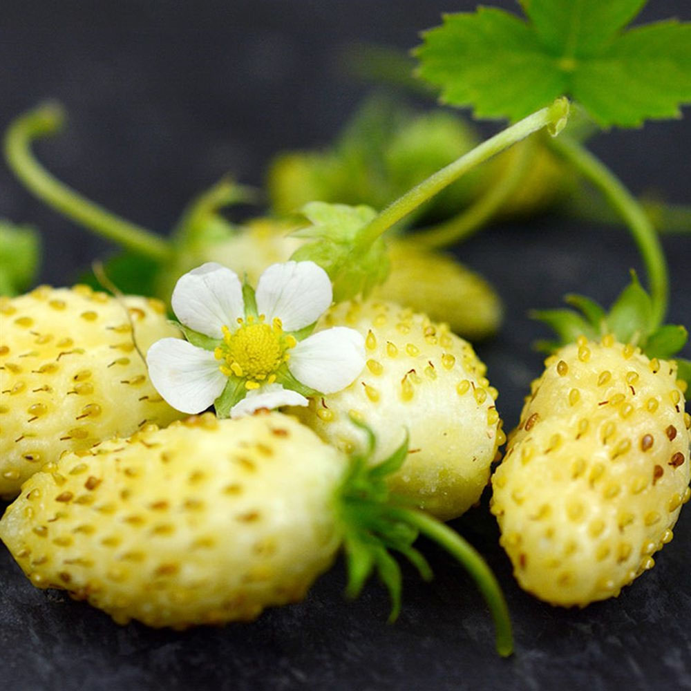 kuumaasikas-Fragaria-vesca-var.-semperflorens-yellow-wonder-tamme-talu-urdiaed