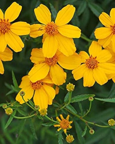 lemmoni-peiulill-tagetes-lemmonii-tamme-talu-urdiaed