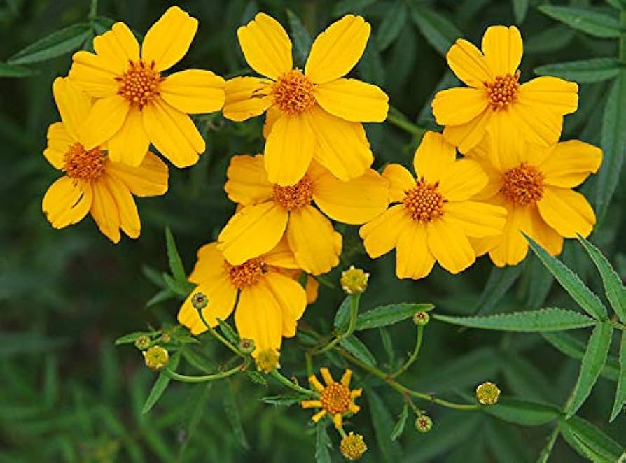 lemmoni-peiulill-tagetes-lemmonii-tamme-talu-urdiaed