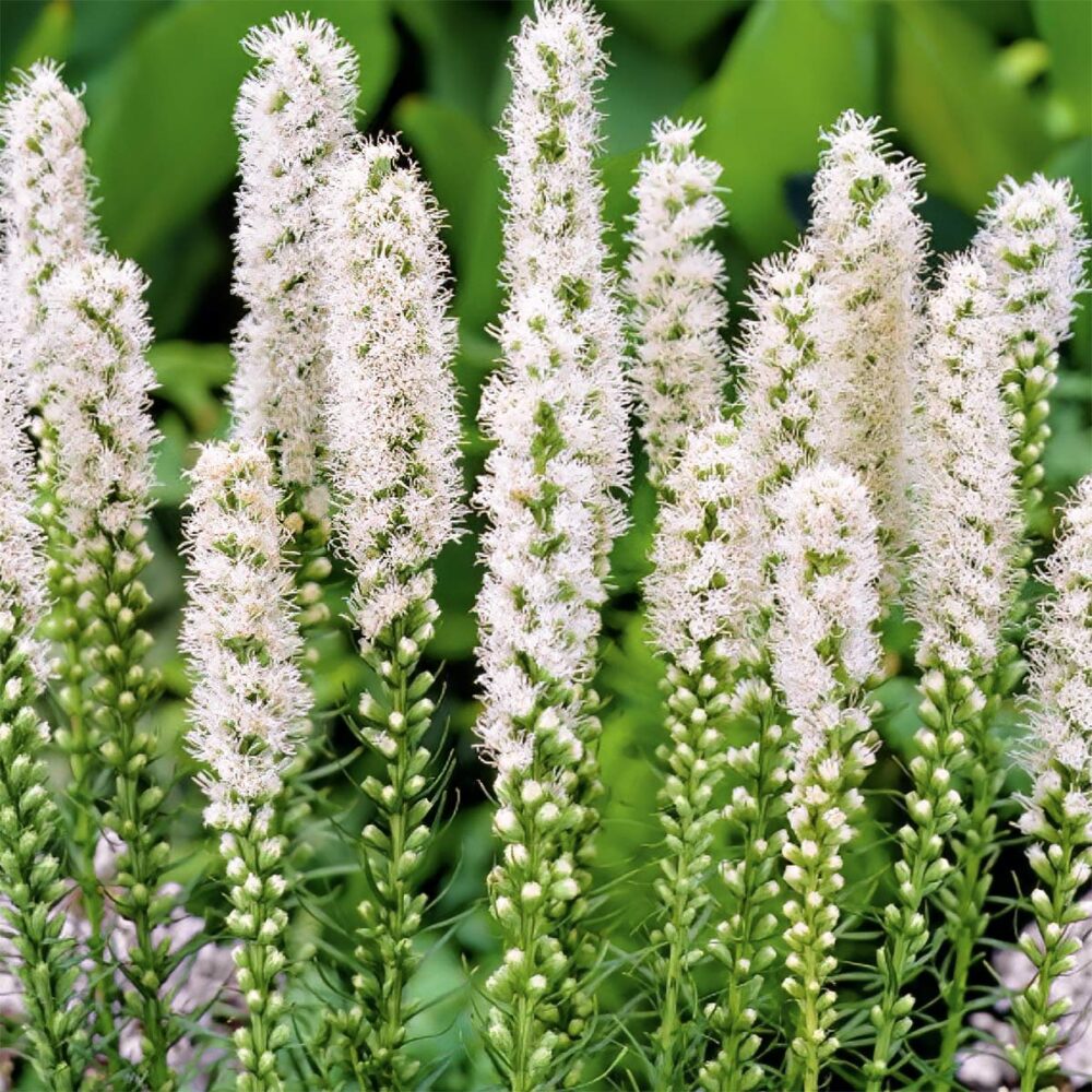 liatris-spicata-floristan-weiss-tamme-talu-urdiaed