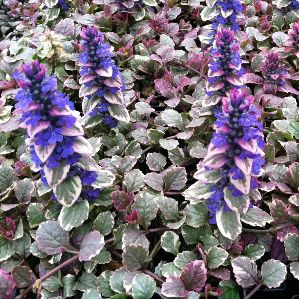 roomav-akakapsas-Ajuga-reptans-Burgundy-Glow-tamme-talu-urdiaed