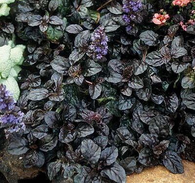 roomav-akakapsas-ajuga-reptans-black-scallop-tamme-talu-urdiaed