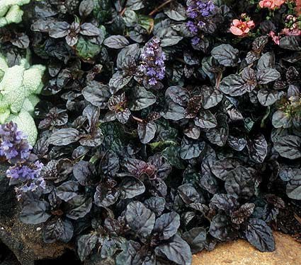 roomav-akakapsas-ajuga-reptans-black-scallop-tamme-talu-urdiaed