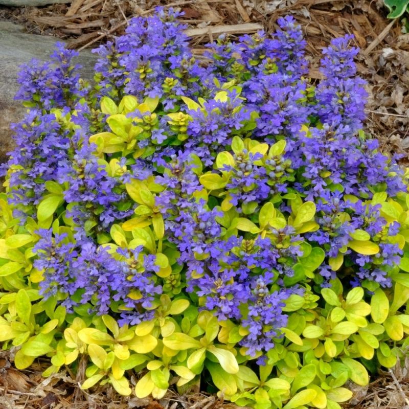 roomav-akakapsas-ajuga-reptans-feathered-friends-tropical-tamme-talu-urdiaed