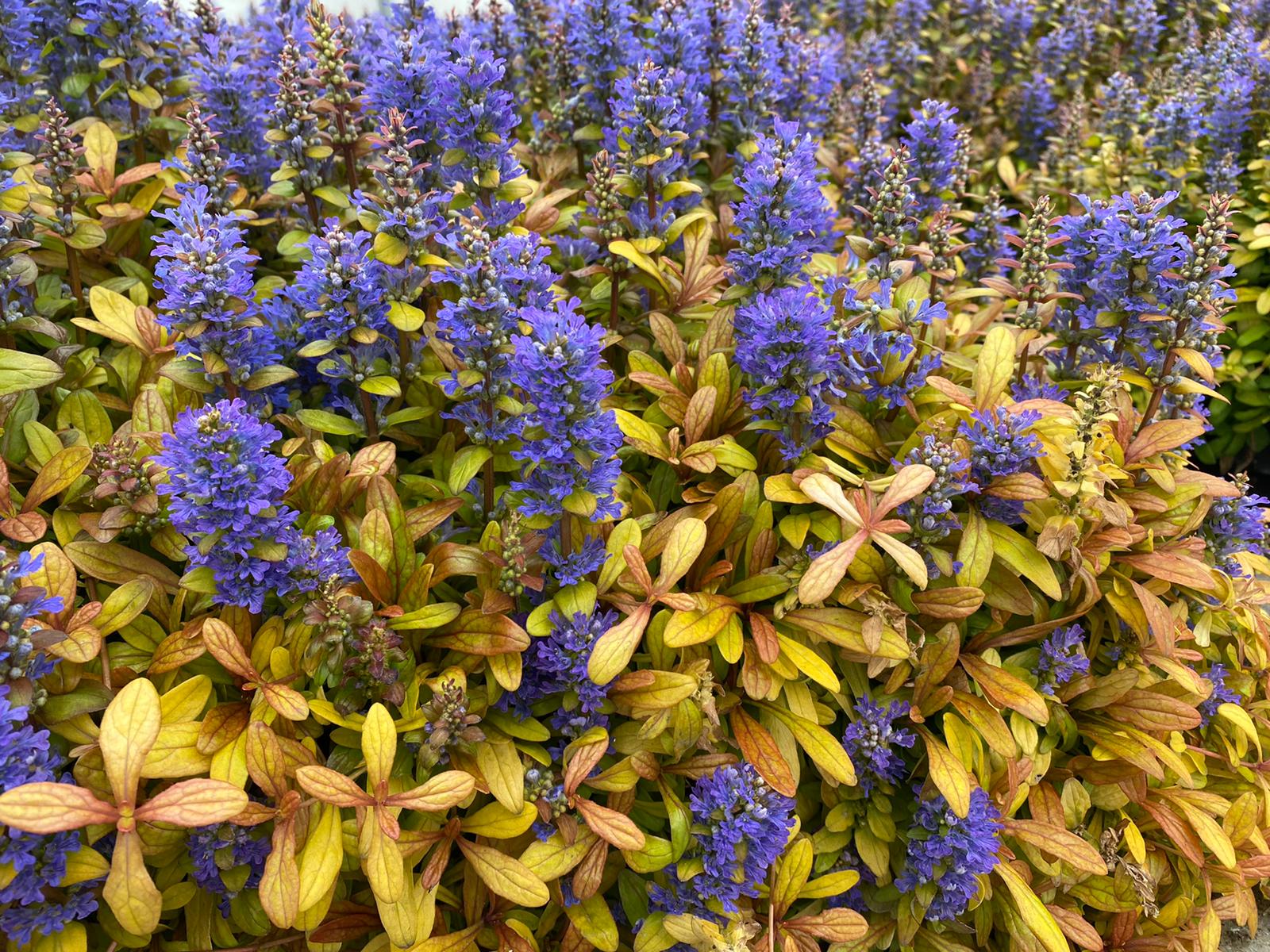roomav_akakapsas_ajuga_reptans_feathered_friends_fancy_finch_tamme_talu_urdiaed