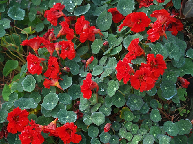 suur-mungalill-Tropaeolum-majus-red-wonder-tamme-talu-urdiaed